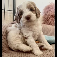 Labradoodle - Both