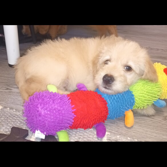 Labradoodle - Both