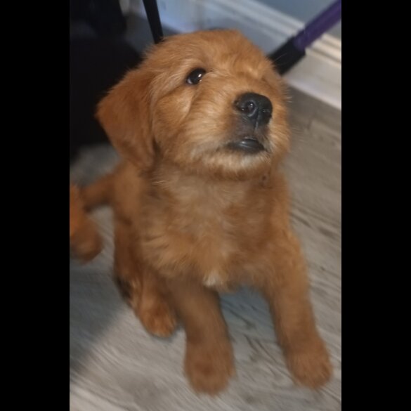 Labradoodle - Both