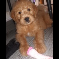 Labradoodle - Both