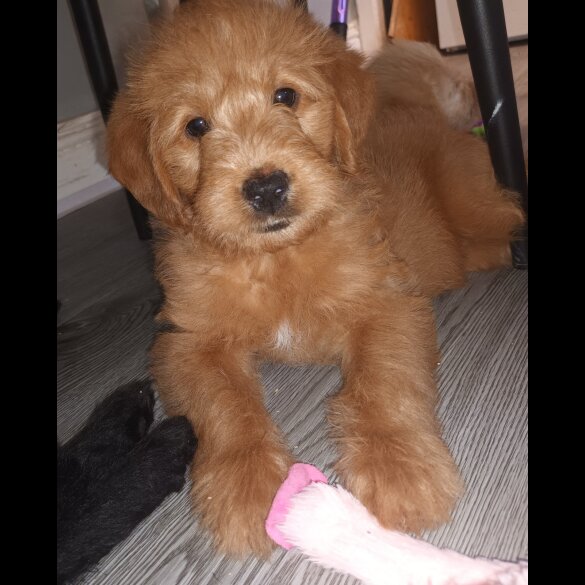 Labradoodle - Both