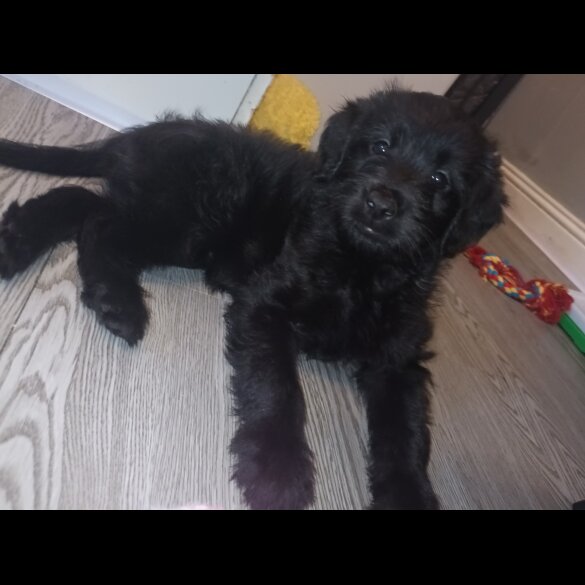 Labradoodle - Both