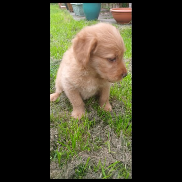 Labradoodle - Both