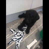Labradoodle - Both