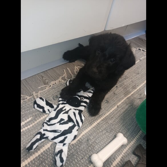 Labradoodle - Both