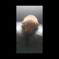 Labradoodle - Both