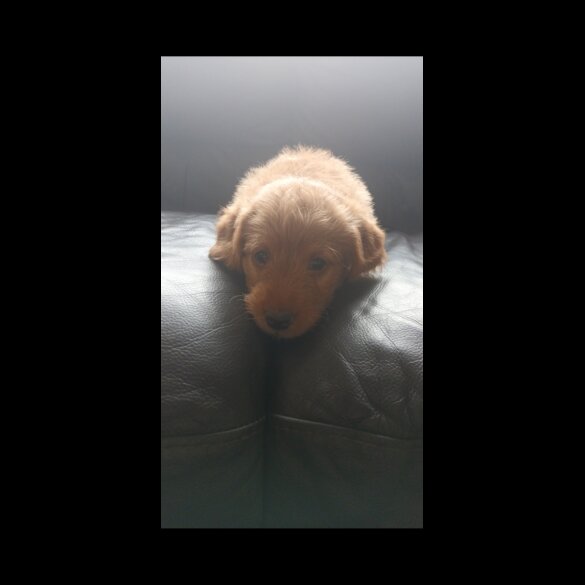 Labradoodle - Both