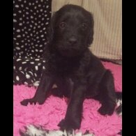 Labradoodle - Both