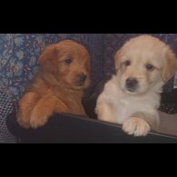 Labradoodle - Both