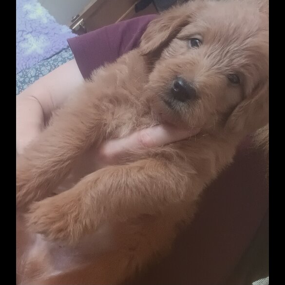 Labradoodle - Both