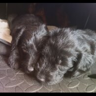 Labradoodle - Both