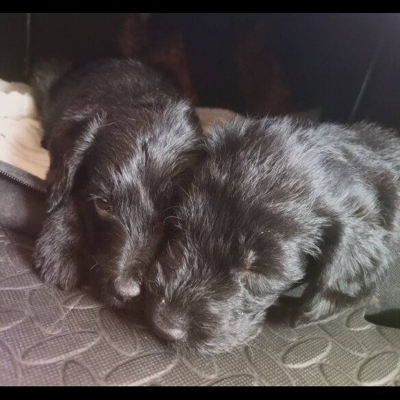 Labradoodle - Both