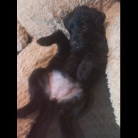 Labradoodle - Both