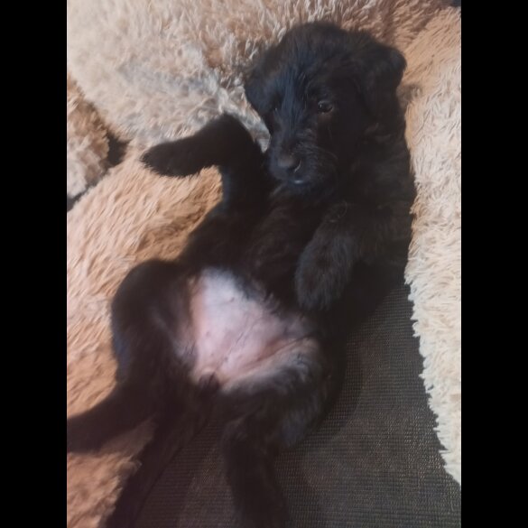 Labradoodle - Both