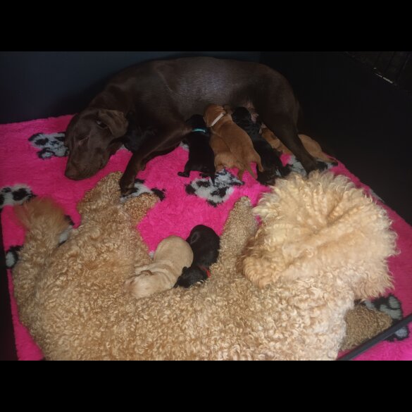Labradoodle - Both