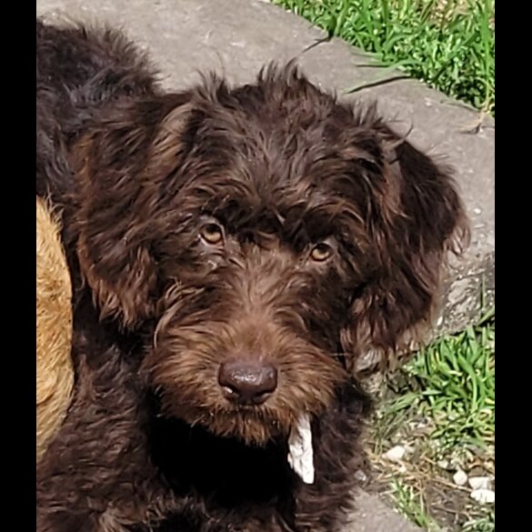 Labradoodle - Both