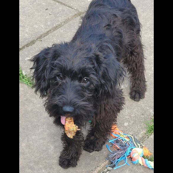 Labradoodle - Both
