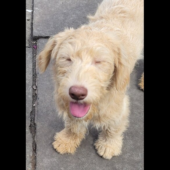 Labradoodle - Both