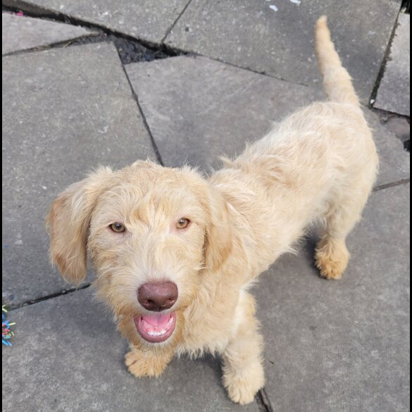 Labradoodle - Both