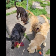 Labradoodle - Both
