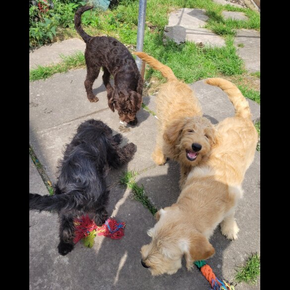 Labradoodle - Both