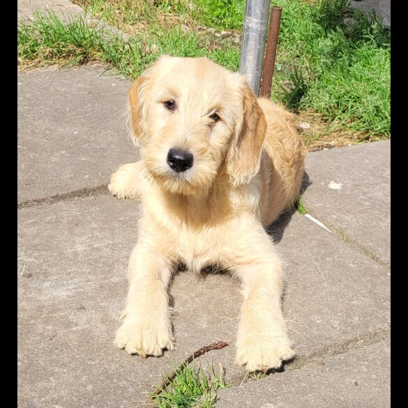 Labradoodle - Both