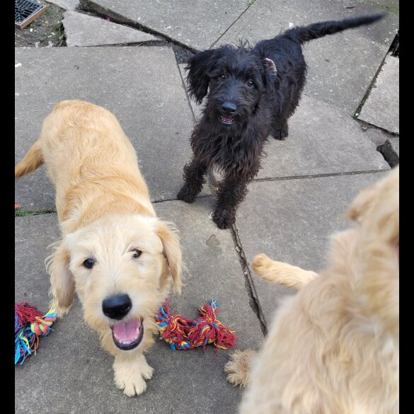 Labradoodle - Both
