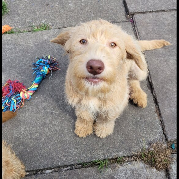 Labradoodle - Both