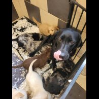 Labradoodle - Both