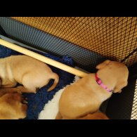 Labrador Retriever - Both