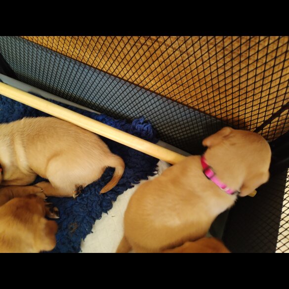 Labrador Retriever - Both