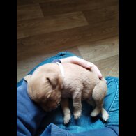 Labrador Retriever - Both