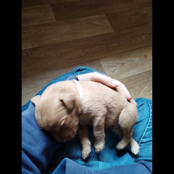 Labrador Retriever - Both