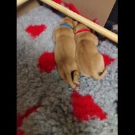 Labrador Retriever - Both