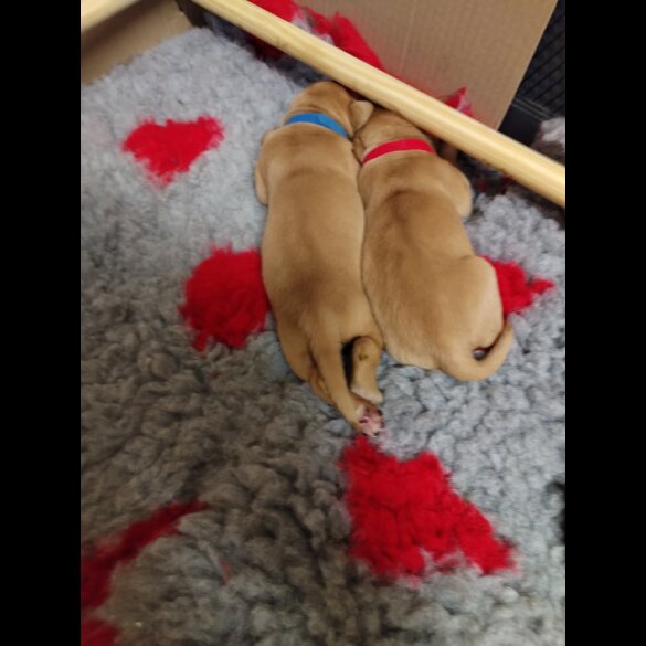 Labrador Retriever - Both