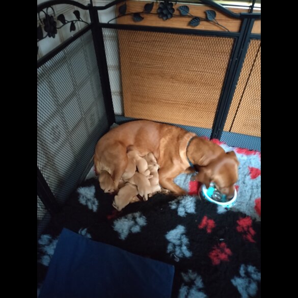 Labrador Retriever - Both