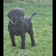 Labrador Retriever - Both
