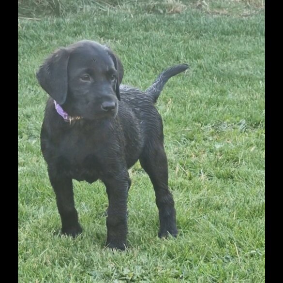 Labrador Retriever - Both