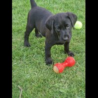 Labrador Retriever - Both