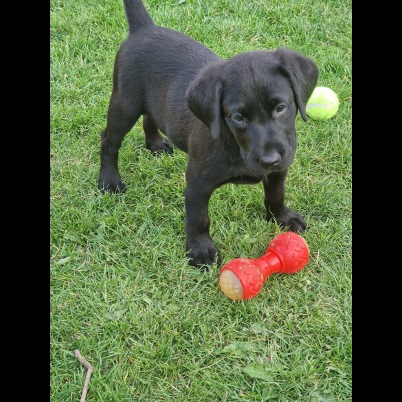 Labrador Retriever - Both