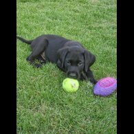 Labrador Retriever - Both