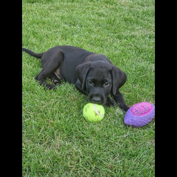 Labrador Retriever - Both