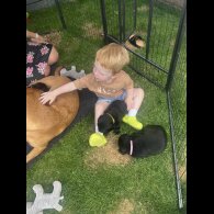 Labrador Retriever - Both