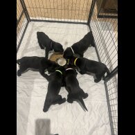 Labrador Retriever - Both
