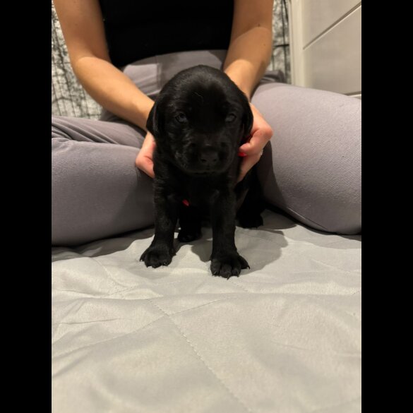 Labrador Retriever - Both