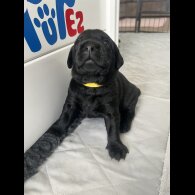 Labrador Retriever - Both