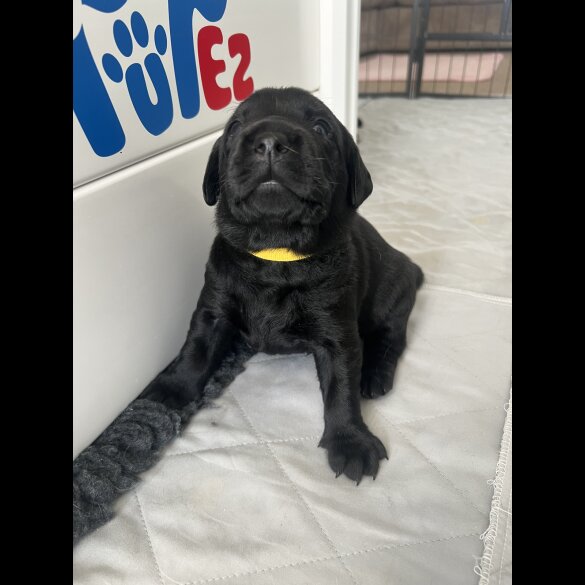 Labrador Retriever - Both