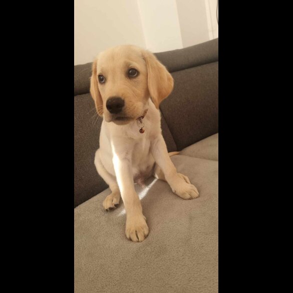 Labrador Retriever - Both