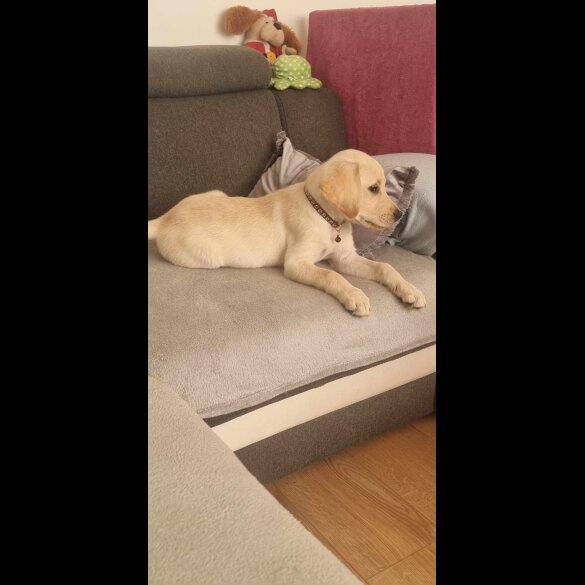 Labrador Retriever - Both
