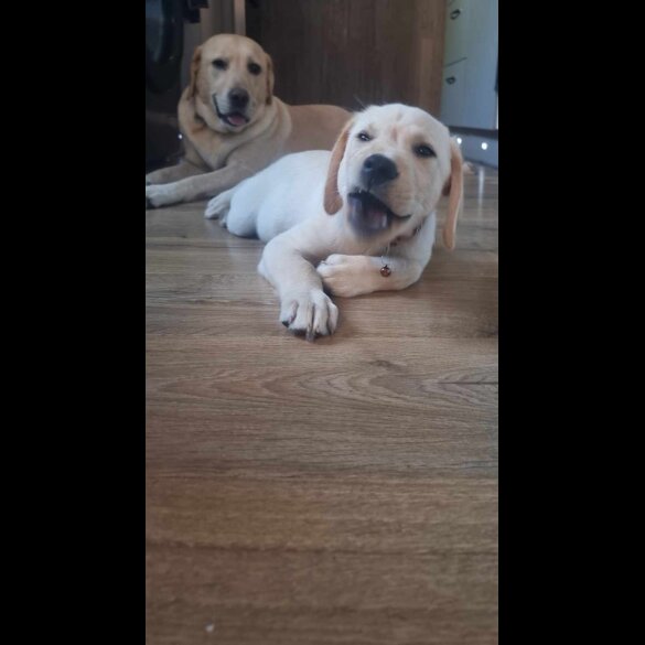 Labrador Retriever - Both